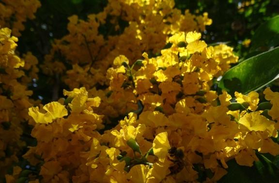 紫檀花種植 紫檀花種植