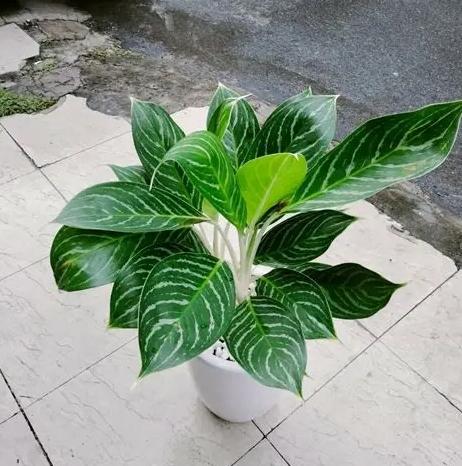 瑪麗安萬年青養護 瑪麗安萬年青養護