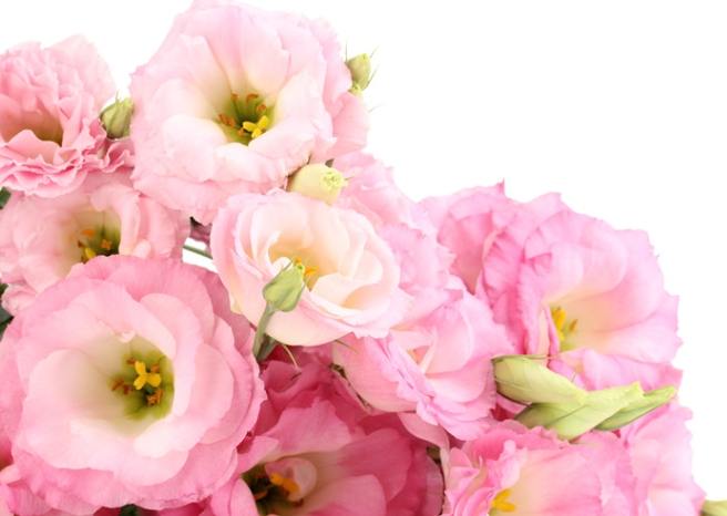 桔梗花種植方法 桔梗花種植方法