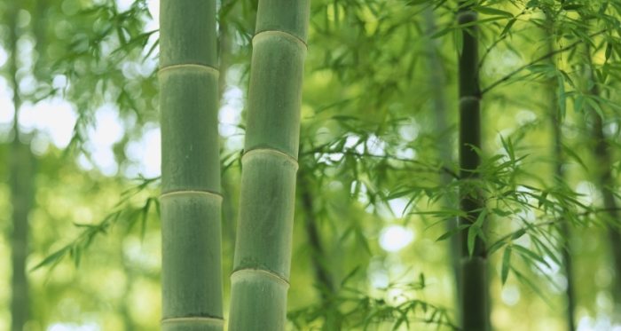 竹子樹用途