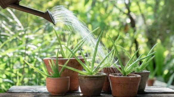 多久澆水一次 多久澆水一次