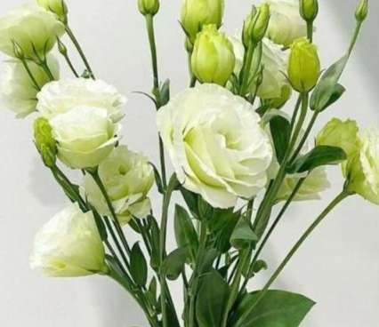 綠色洋桔梗寓意 綠色洋桔梗寓意