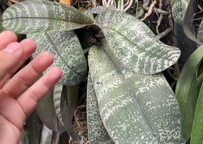 蝴蝶蘭急救方法