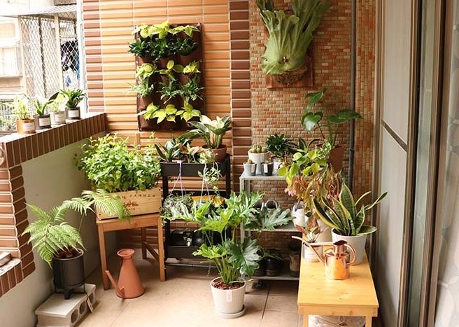 陽台植物推薦 陽台植物推薦