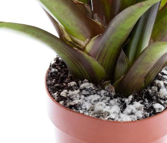 盆栽白毛處理 盆栽白毛處理