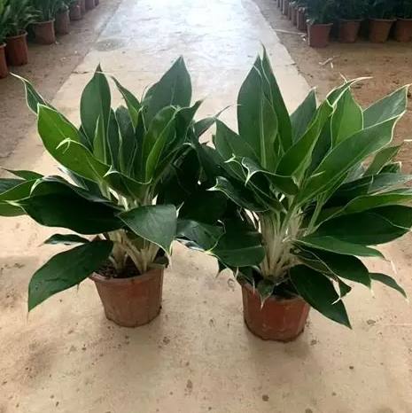 瑪麗安萬年青病蟲害 瑪麗安萬年青病蟲害