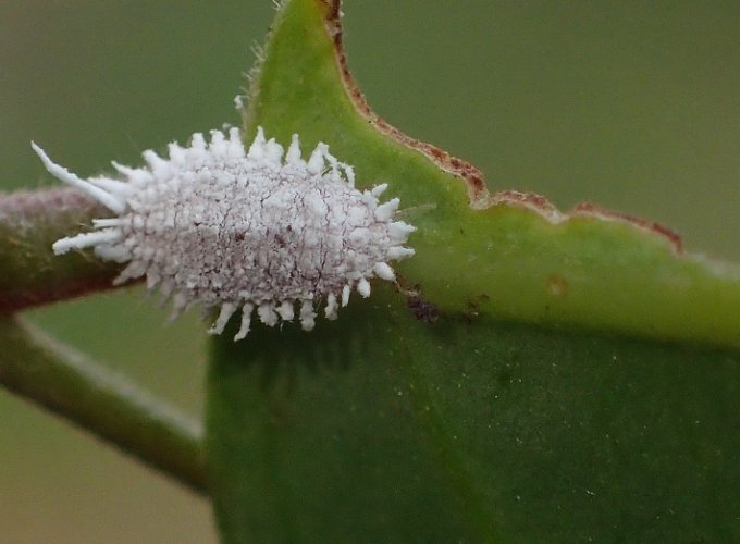 根粉介殼蟲防治