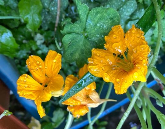 旱金蓮種植 旱金蓮種植