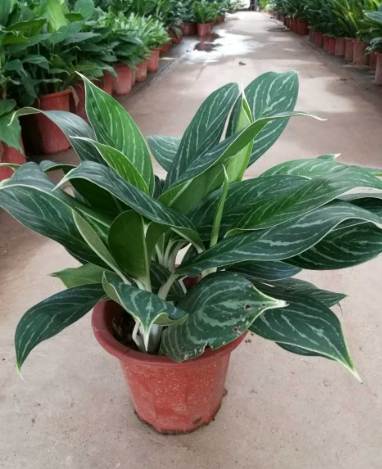 瑪麗安萬年青養護 瑪麗安萬年青養護