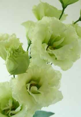 桔梗花語意義 桔梗花語意義