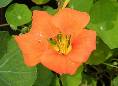 旱金蓮種子發芽 旱金蓮種子發芽