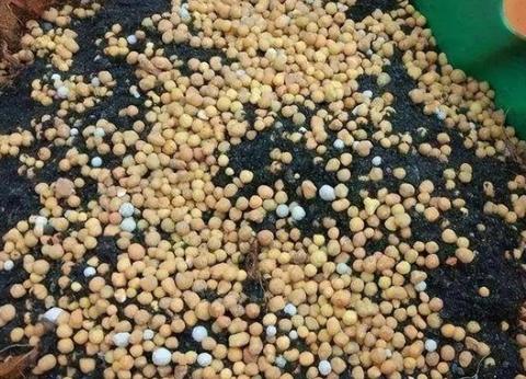 緩釋肥發霉處理 緩釋肥發霉處理