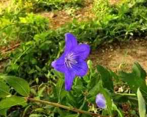 桔梗花語象徵 桔梗花語象徵