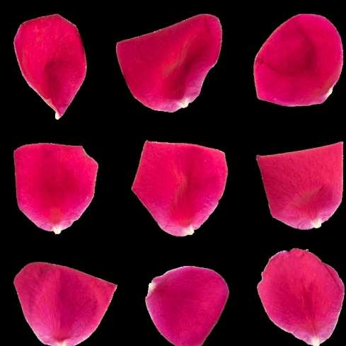 花朵結構 花朵結構