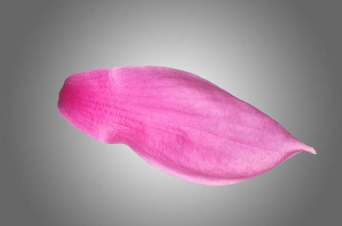 花朵結構 花朵結構