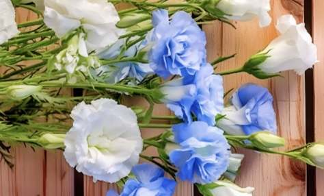 洋桔梗顏色代表