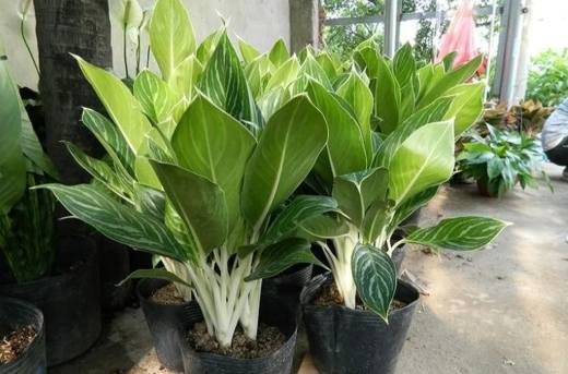 瑪麗安萬年青繁殖 瑪麗安萬年青繁殖