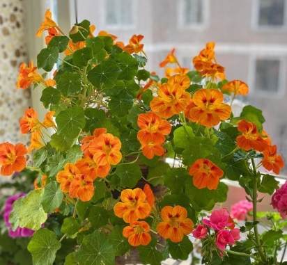 旱金蓮食譜 旱金蓮食譜