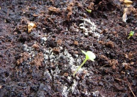 土壤白點原因 土壤白點原因