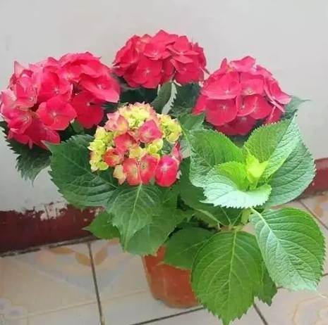 花卉種植 花卉種植