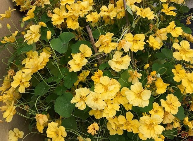 旱金蓮怎麼吃 旱金蓮怎麼吃