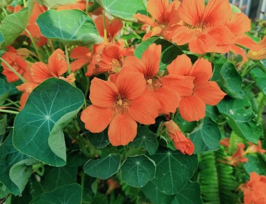 旱金蓮栽培 旱金蓮栽培