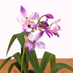 蘭花開花後修剪