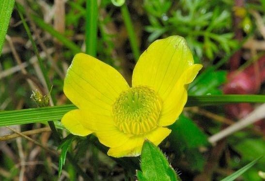 旱金蓮種植方法 旱金蓮種植方法