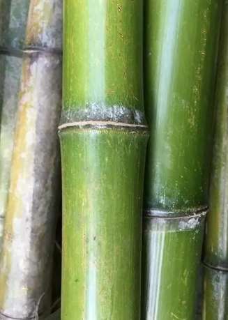 台灣竹子種類 台灣竹子種類