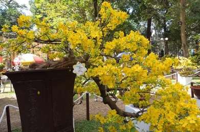 越南黃梅花養護 越南黃梅花養護