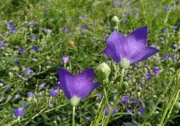 桔梗花盆栽 桔梗花盆栽