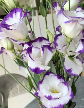 紫白桔梗送禮