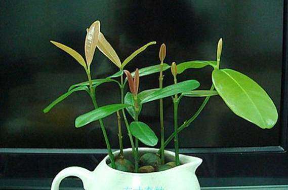 福木種子發芽 福木種子發芽