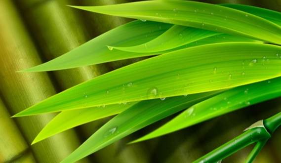 竹葉特徵