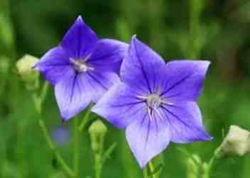 桔梗花盆栽 桔梗花盆栽