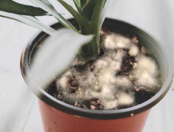 盆栽土壤發霉 盆栽土壤發霉