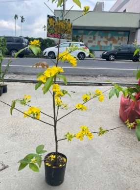 越南黃梅花養護 越南黃梅花養護