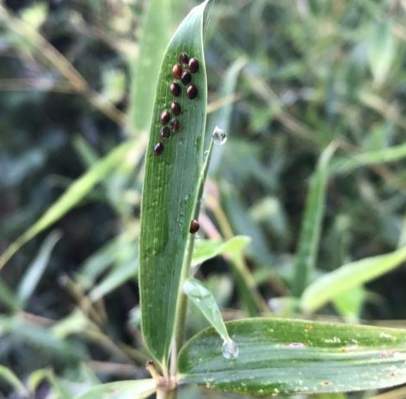 園藝害蟲卵 園藝害蟲卵