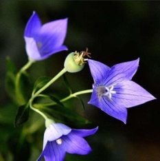 藍色桔梗花寓意 藍色桔梗花寓意