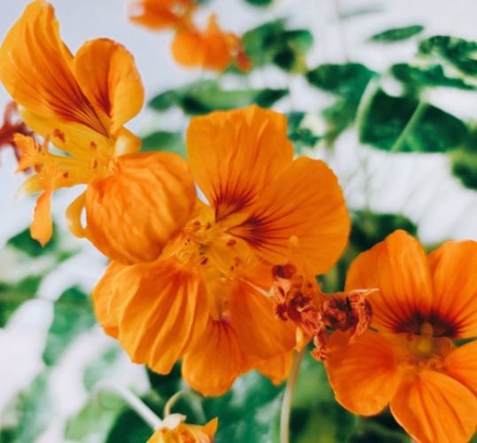 旱金蓮種植方法 旱金蓮種植方法