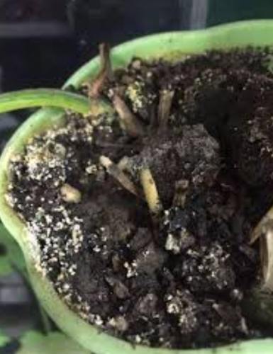 堆肥菌絲處理 堆肥菌絲處理