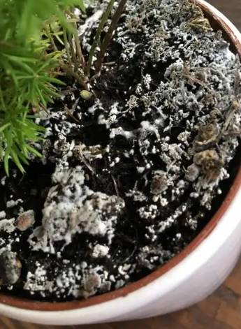 盆栽發霉處理方法 盆栽發霉處理方法