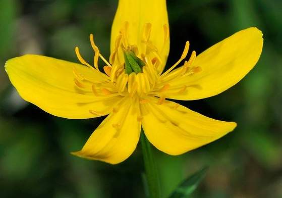 旱金蓮種植方法 旱金蓮種植方法