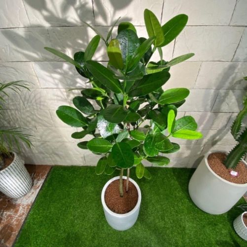 福木澆水方法 福木澆水方法