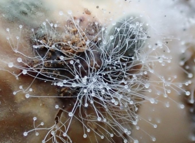 盆栽白毛處理 盆栽白毛處理