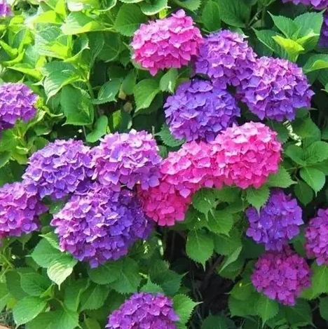 室內植物 室內植物