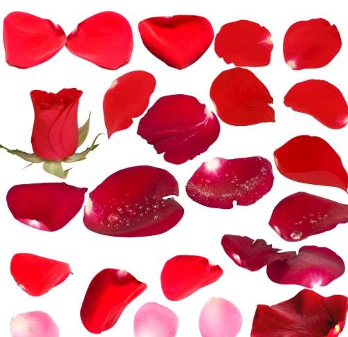 花瓣形態 花瓣形態