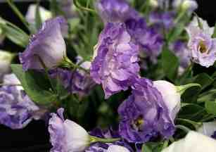 藍色桔梗花寓意 藍色桔梗花寓意