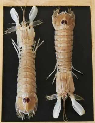 蝦蛄與蝦的區別 蝦蛄與蝦的區別