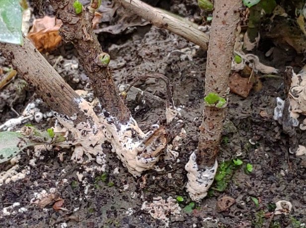 白色菌絲堆肥 白色菌絲堆肥